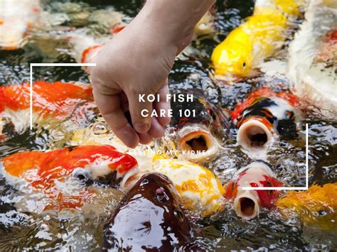 mongo koi fish|Koi Fish Care Sheet .